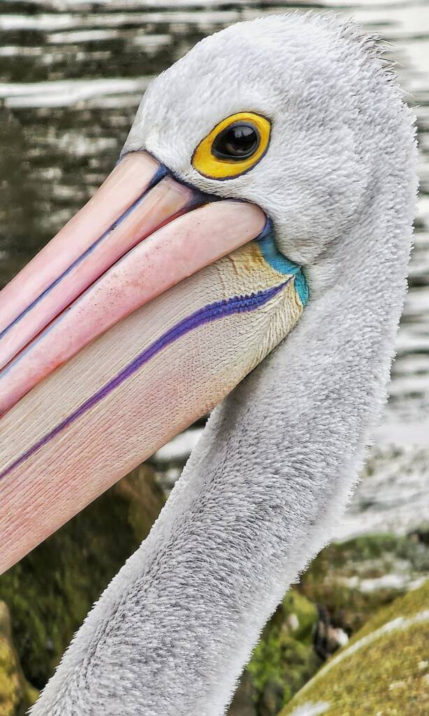 Australian Pelican (Pelecanus conspicillatus), Woy Woy Bay NSW © Michael Doe