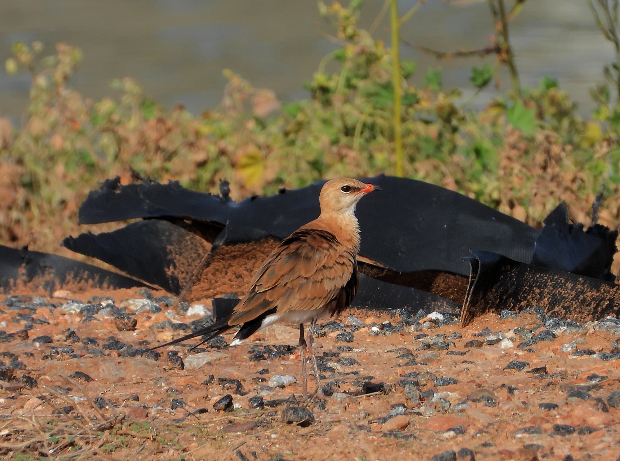 Australian Pratincole (Stiltia isabella), Alice Springs NT
