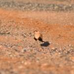 Australian Pratincole (Stiltia isabella), Alice Springs NT