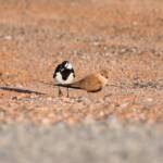 Australian Pratincole (Stiltia isabella) and Magpie-lark (Grallina cyanoleuca), Alice Springs NT