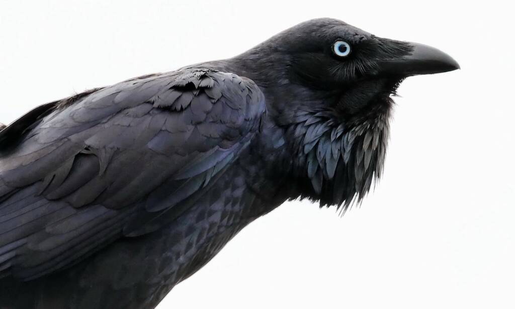 Australian Raven (Corvus coronoides), Woy Woy Bay NSW © Michael Doe