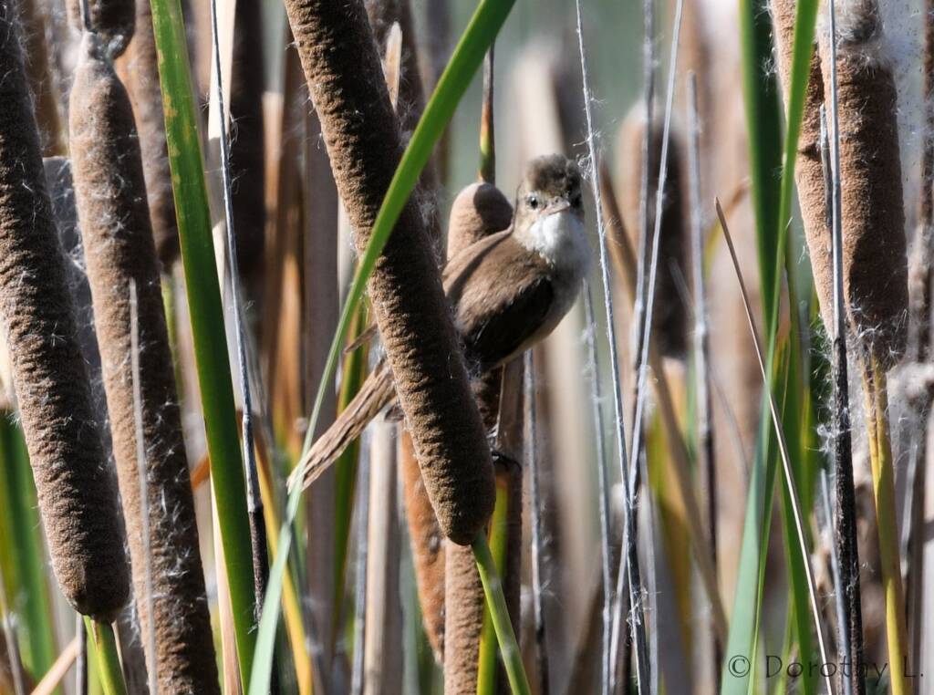 Australian Reed Warbler (Acrocephalus australis), Alice Springs Sewage Ponds