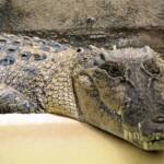 Australian Saltwater Crocodile (Crocodylus porosus), Alice Springs Reptile Centre