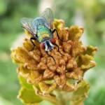 Australian Sheep Blowfly (Lucilia cuprina) also known as Green Blowfly