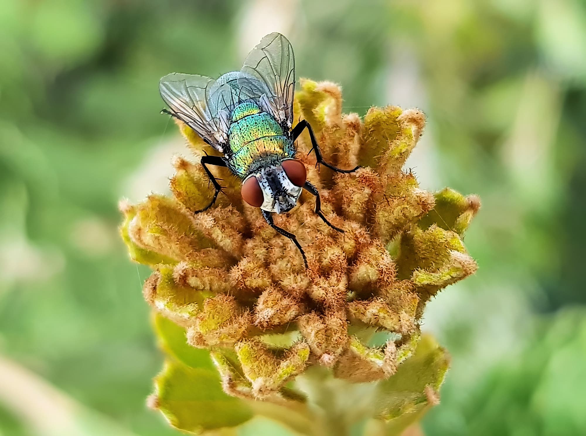 Australian Sheep Blowfly (Lucilia cuprina) also known as Green Blowfly