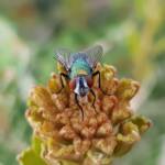 Australian Sheep Blowfly (Lucilia cuprina) also known as Green Blowfly
