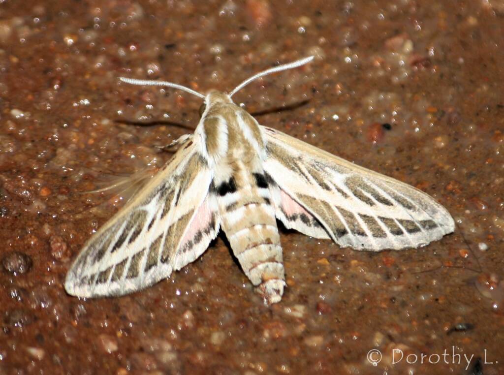 Australian Striped Hawk Moth (Hyles livornicoides), Simpsons Gap, NT