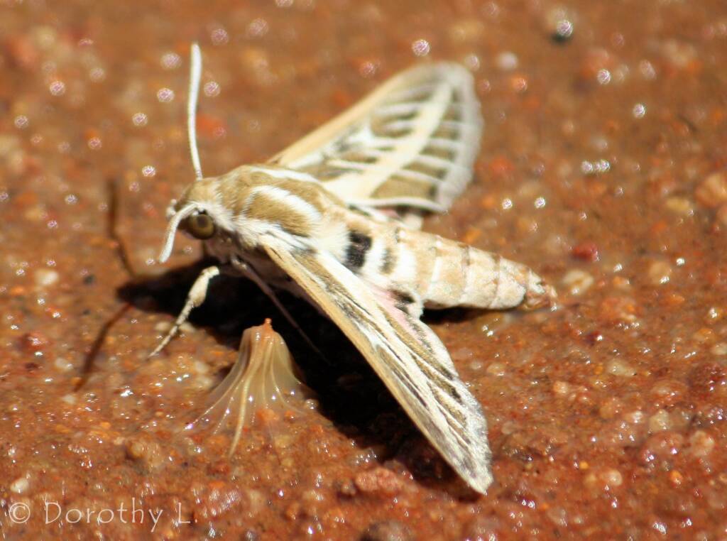 Australian Striped Hawk Moth (Hyles livornicoides), Simpsons Gap, NT