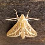 Australian Striped Hawk Moth (Hyles livornicoides)