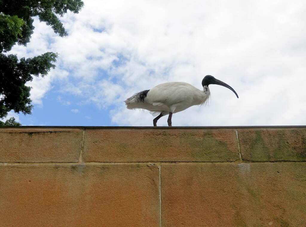 Australian white ibis (Threskiornis molucca), Hyde Park, Sydney NSW