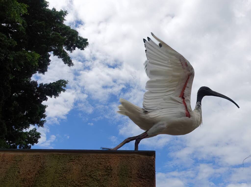 Australian white ibis (Threskiornis molucca), Hyde Park, Sydney NSW