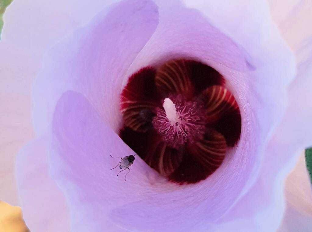 Australiphthiria sp on Sturt’s Desert Rose (Gossypium sturtianum var. sturtianum), Olive Pink Botanic Garden NT