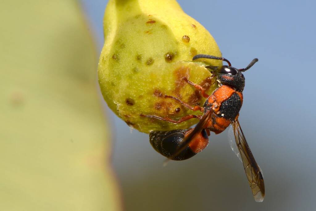Australodynerus wasp on flower bud of Corymbia callophylla, Armadale WA © Jean and Fred Hort