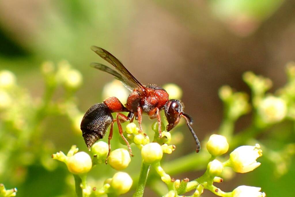 Australodynerus wasp, Midwest Geraldton WA © Gary Taylor