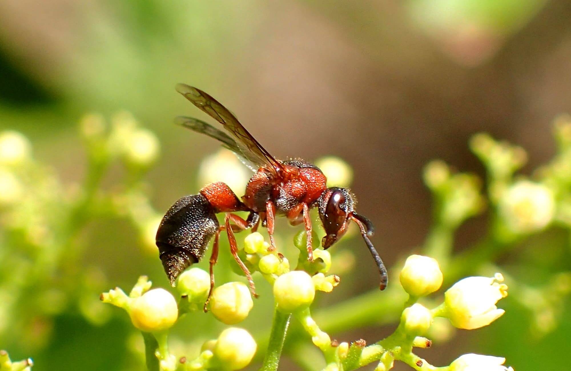 red and black mason wasp