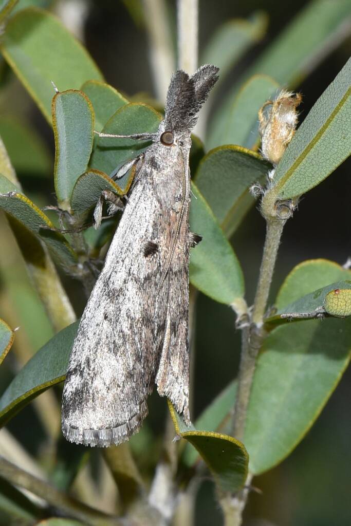 Austropaschia porrigens (Pyralid Snout Moth), Flint WA © Jean and Fred Hort