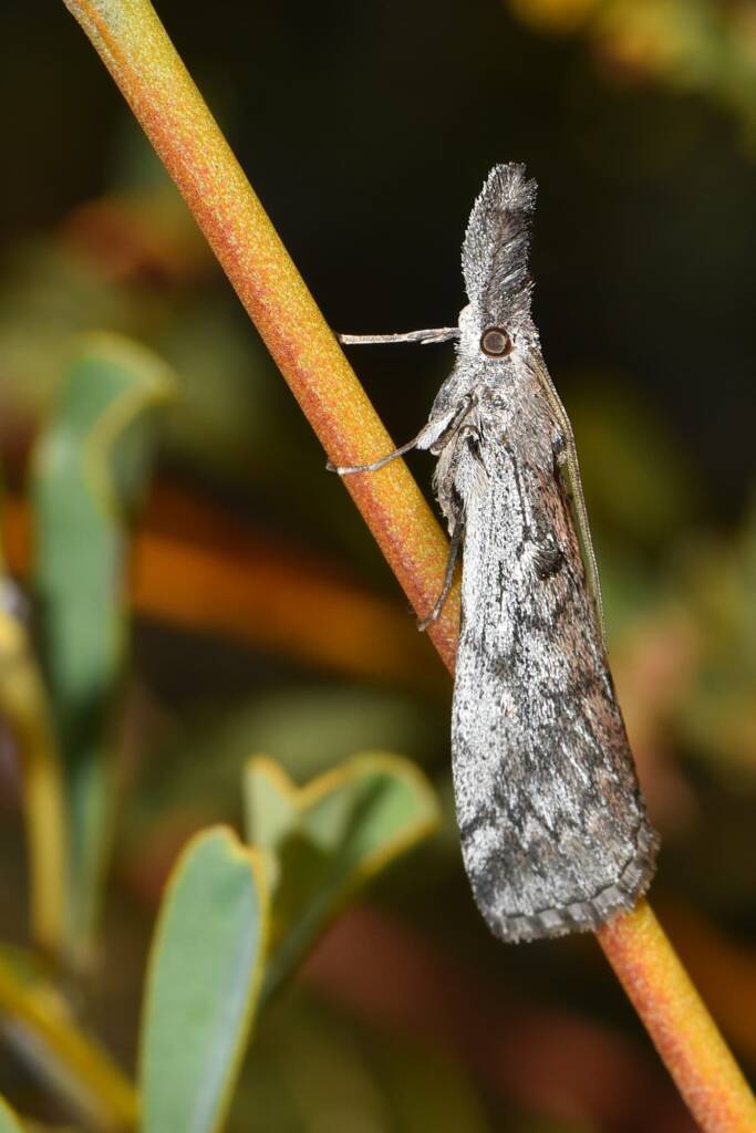 Austropaschia porrigens (Pyralid Snout Moth), Flint WA © Jean and Fred Hort