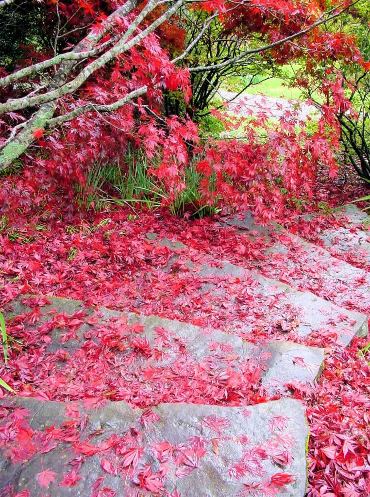 Autumn colours in the Blue Mountains Botanic Garden NSW