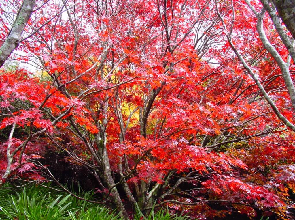 Autumn colours in the Blue Mountains Botanic Garden NSW