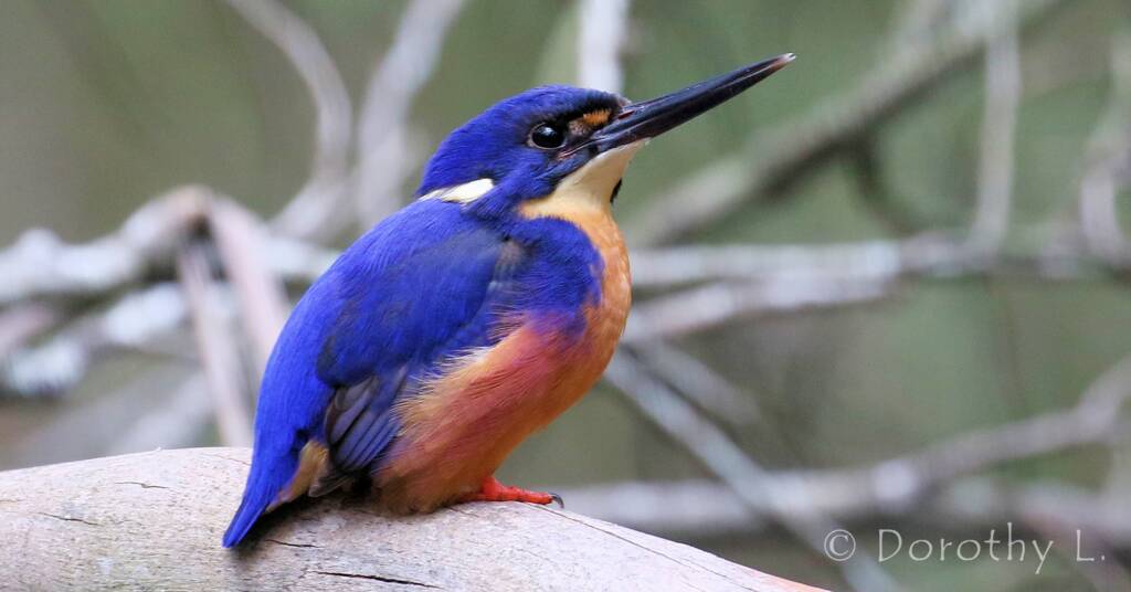 Azure Kingfisher © Dorothy L