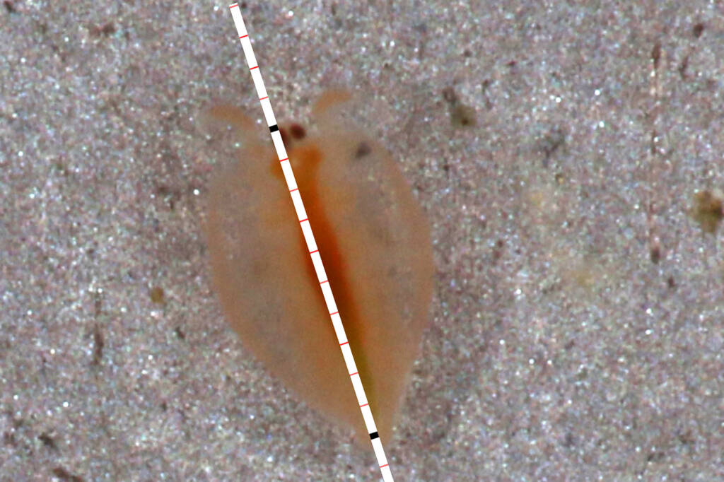 Baby Clam Shrimp (Paralimnadia urukhai), Granite Belt QLD © Marc Newman