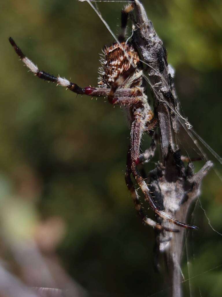 Backobourkia sp (Garden Orb-weaver Spider), Stirling Range National Park WA © Julie Schofield