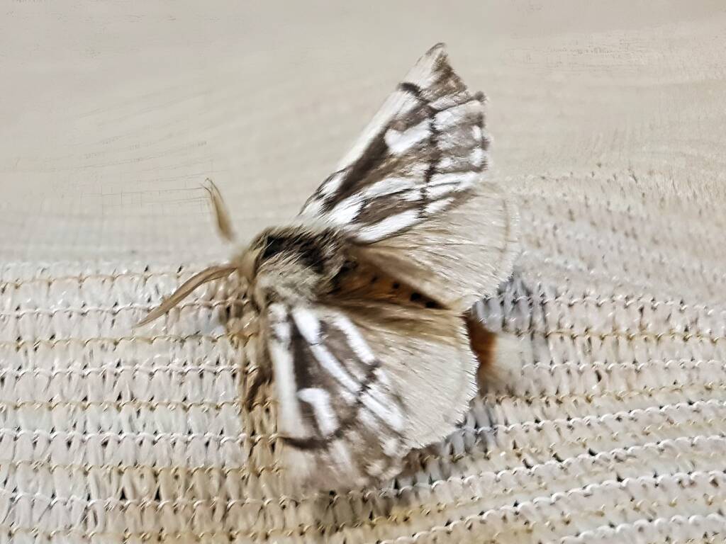 Bag-shelter Moth (Ochrogaster lunifer), Alice Springs NT