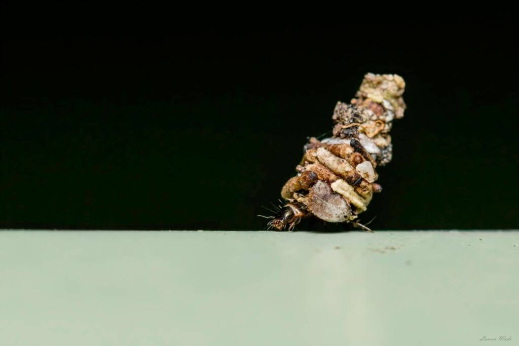 Bagworm/Case Moth (Family Psychidae), West Pymble NSW © Lauren Wade
