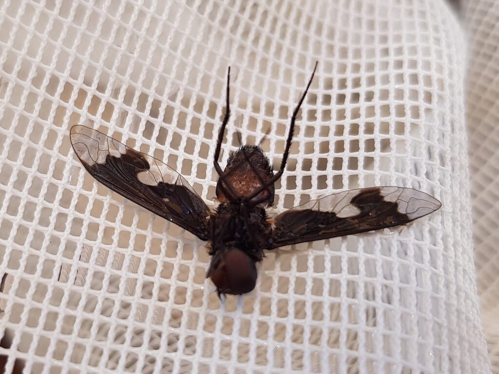 Balaana abscondita (Bee Fly), Alice Springs NT