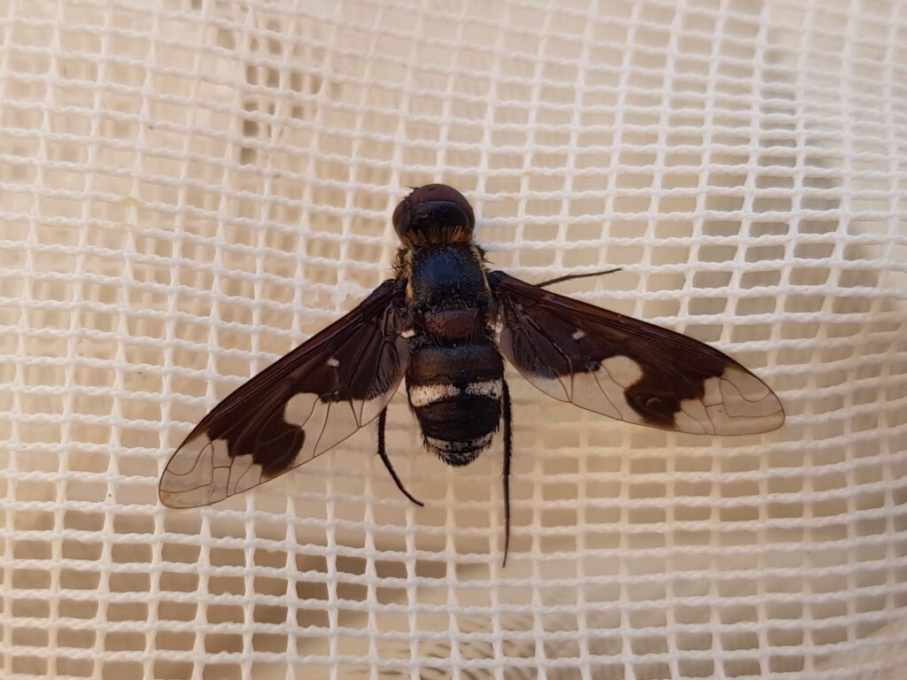 Balaana abscondita (Bee Fly), Alice Springs NT