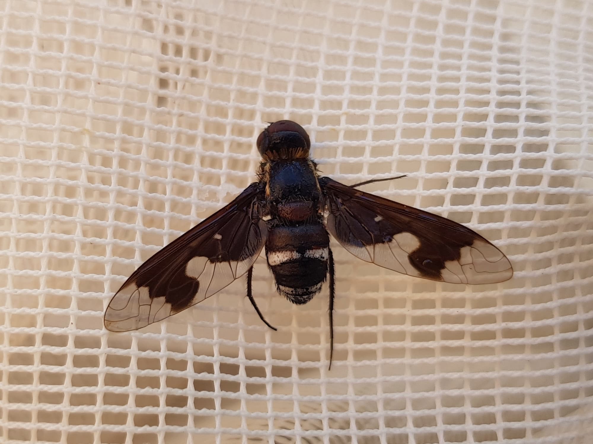 Balaana abscondita (Bee Fly), Alice Springs NT