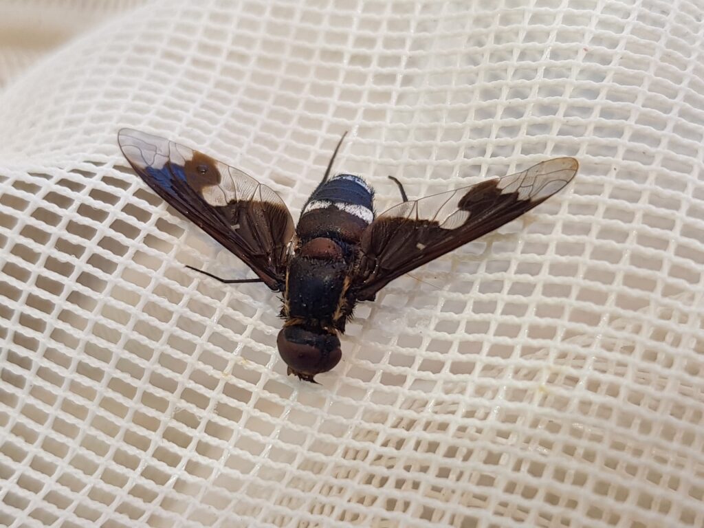 Balaana abscondita (Bee Fly), Alice Springs NT