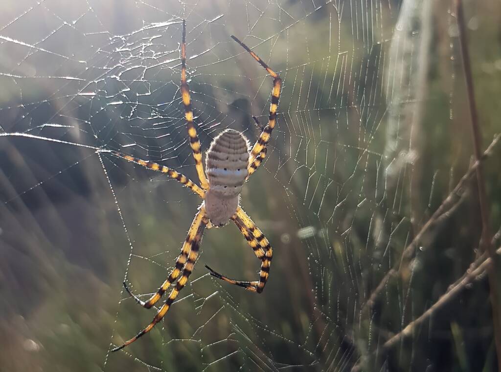 Banded Garden Spider (Argiope trifasciata), Alice Springs NT