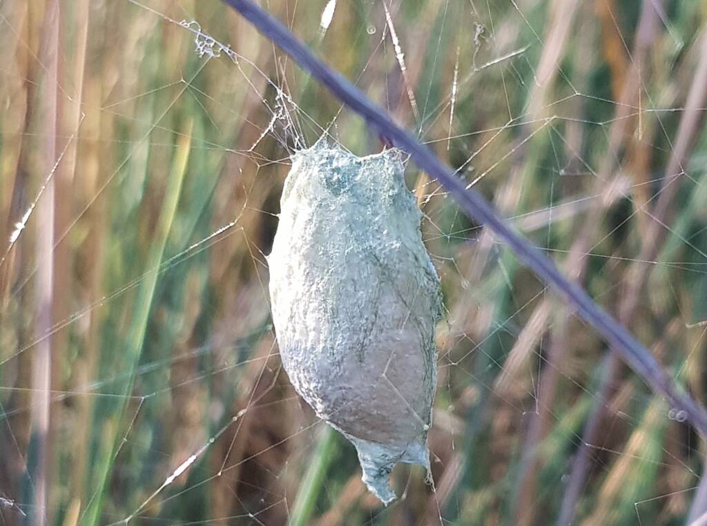 Egg sac of the Banded Garden Spider (Argiope trifasciata), Alice Springs NT