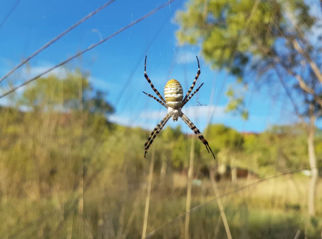 Banded Garden Spider (Argiope trifasciata), Alice Springs NT