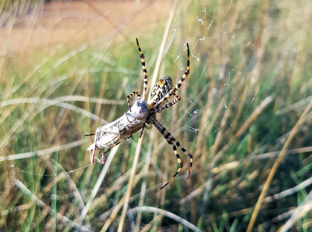Banded Garden Spider (Argiope trifasciata) with prey, Alice Springs NT
