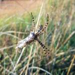 Banded Garden Spider (Argiope trifasciata) with prey, Alice Springs NT