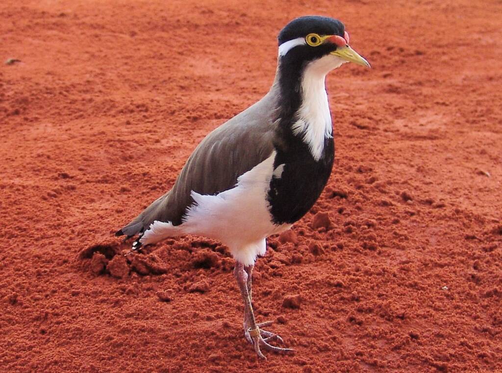Banded Lapwing (Vanellus tricolor), Alice Springs Desert Park