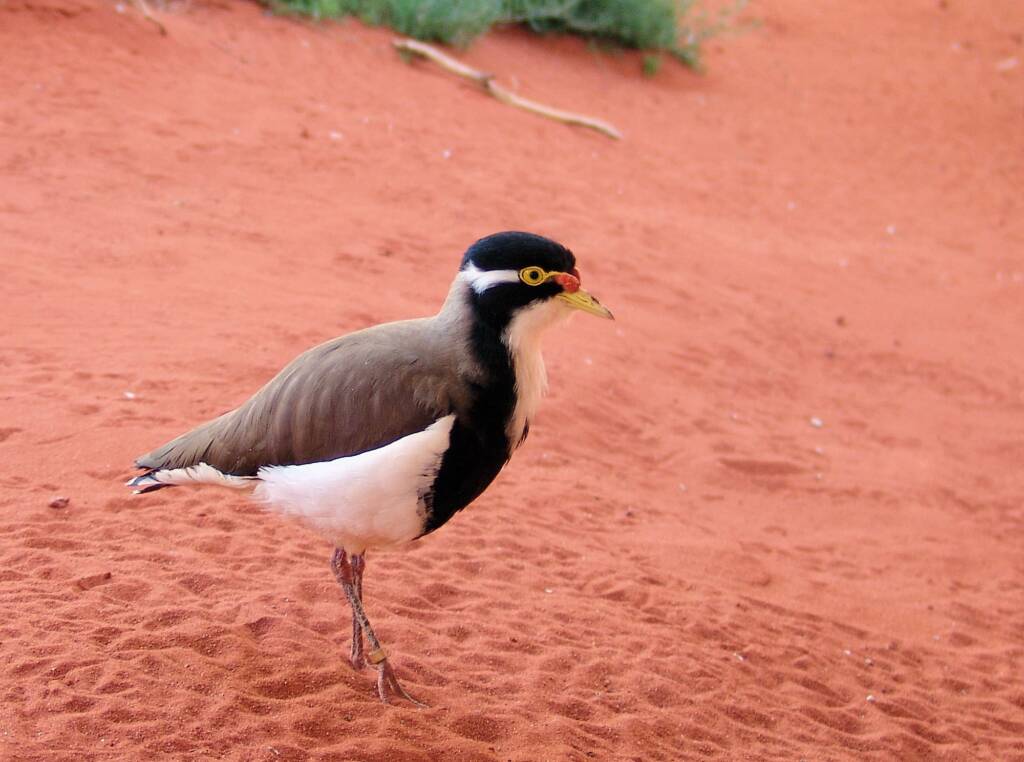 Banded Lapwing (Vanellus tricolor), Alice Springs Desert Park