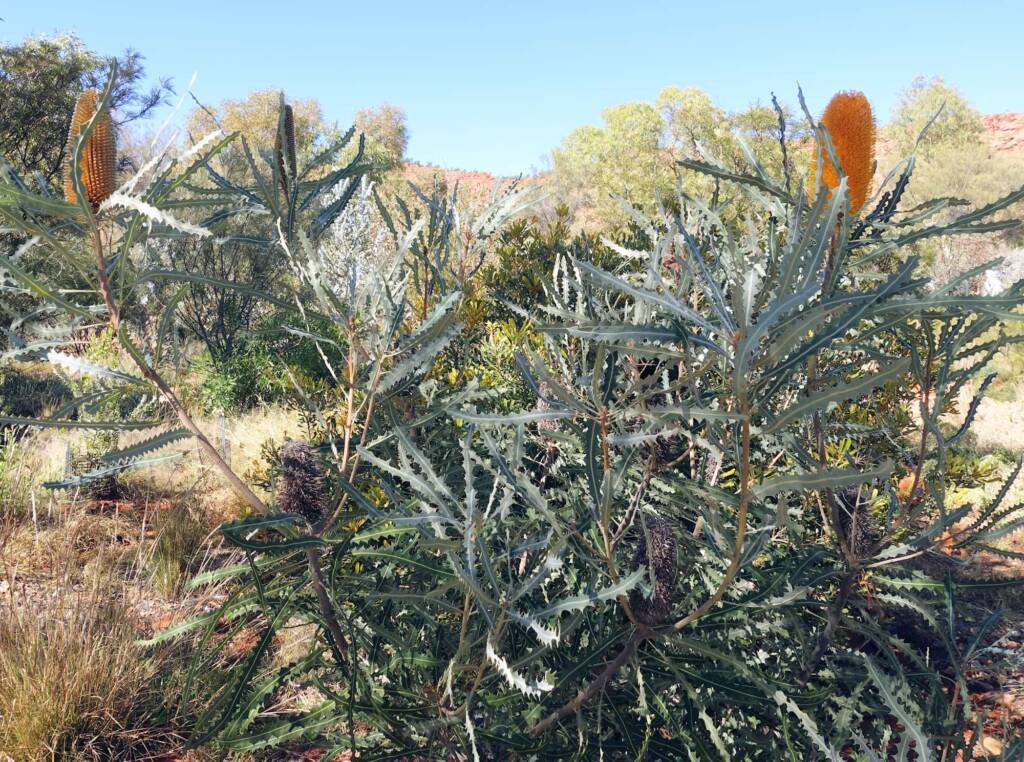 Ashby's banksia (Banksia ashbyi)