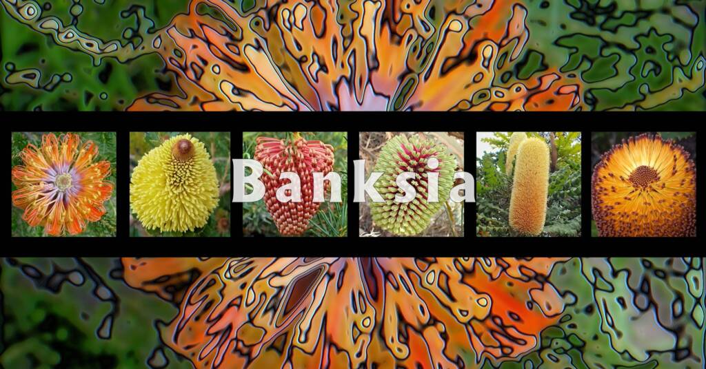 Banksia - Australia - Ausemade filmstrip