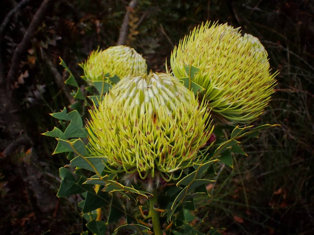Banksia baxteri (Baxter's Banksia), Stirling Range National Park WA © Terry Dunham