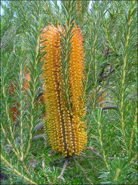 Banksia ericifolia, Cape Solander, Botany Bay National Park NSW