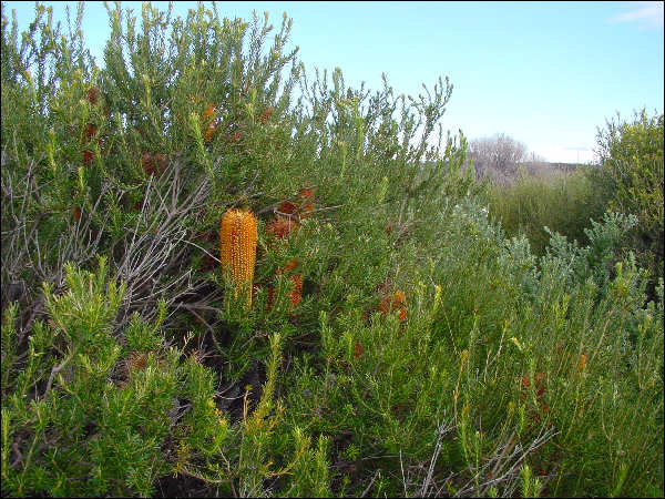 Banksia ericifolia, Cape Solander, Botany Bay National Park NSW