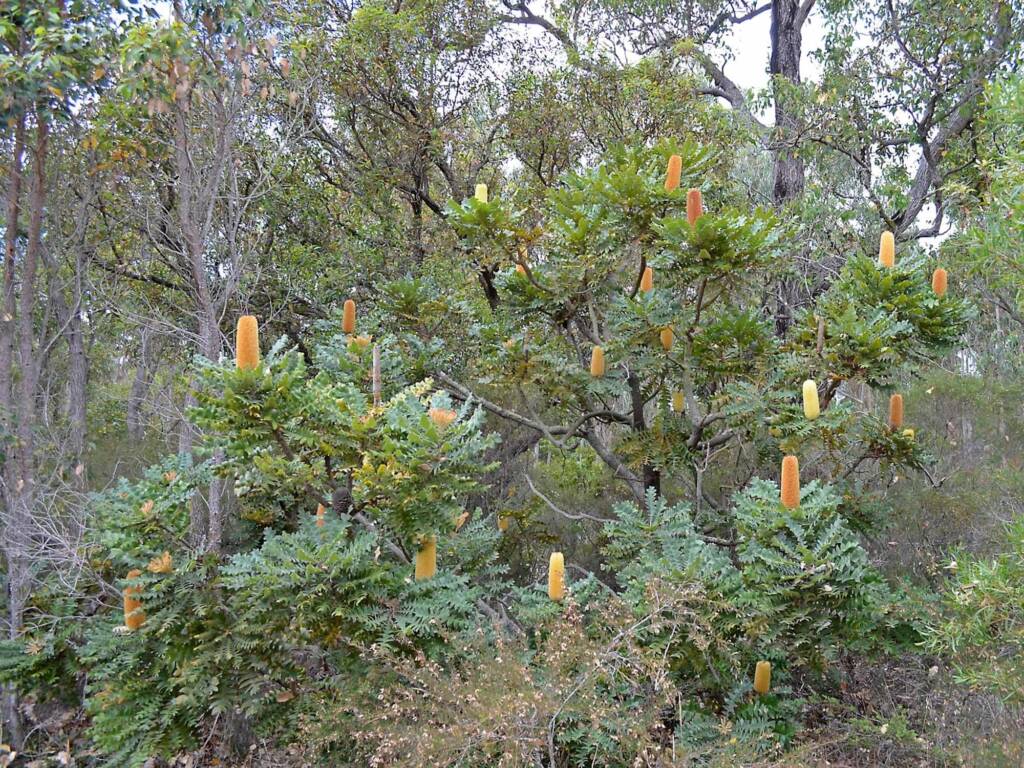 Banksia grandis (Bull Banksia), Sth Stirlings WA © Terry Dunham