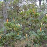 Banksia grandis (Bull Banksia), Sth Stirlings WA © Terry Dunham