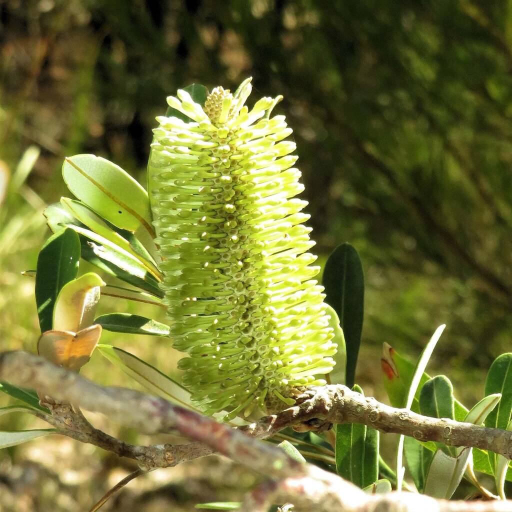 Banksia integrifolia ssp. integrifolia, Wallaga Lake NSW © Deb Taylor