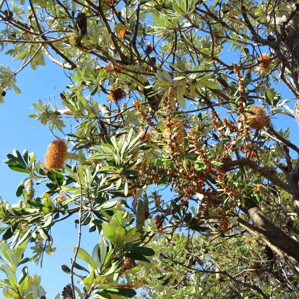 Banksia integrifolia ssp. integrifolia, Bermagui NSW © Deb Taylor