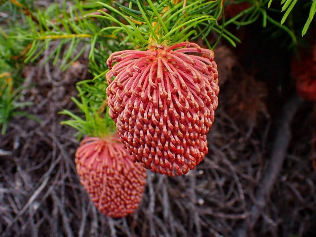 Banksia nutans var. cernuella, Great Southern Region WA © Terry Dunham