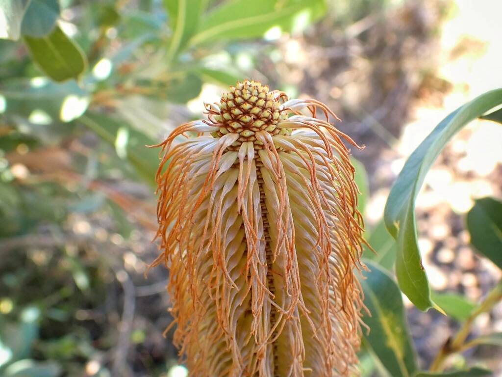 Banksia oreophila (Mountain Banksia), Stirling Range National Park WA © Terry Dunham